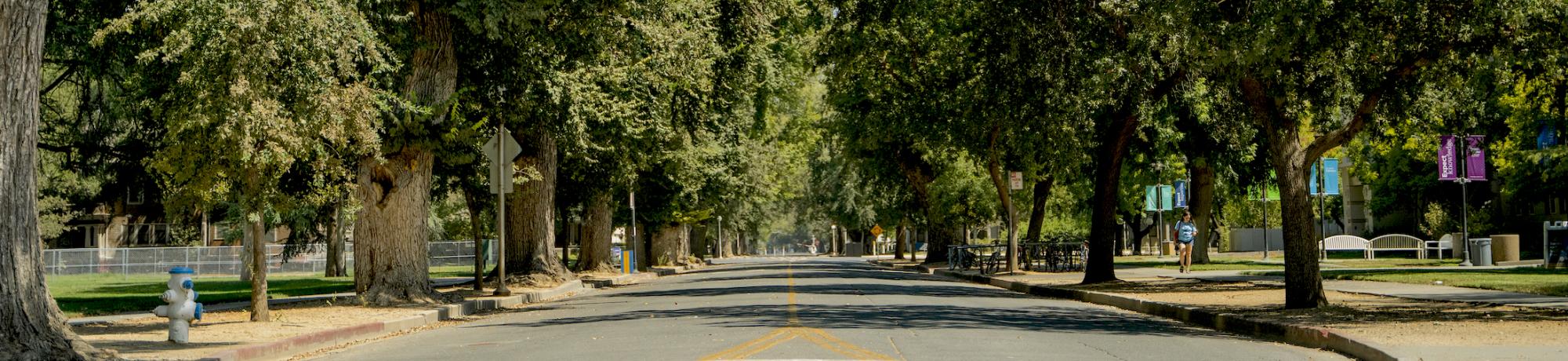 Tree lined street on campus