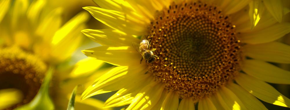 A close up picture of a sunflower with a bee in the center